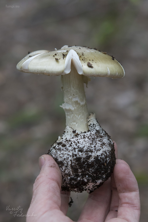 amanita-phalloides_04.jpg
