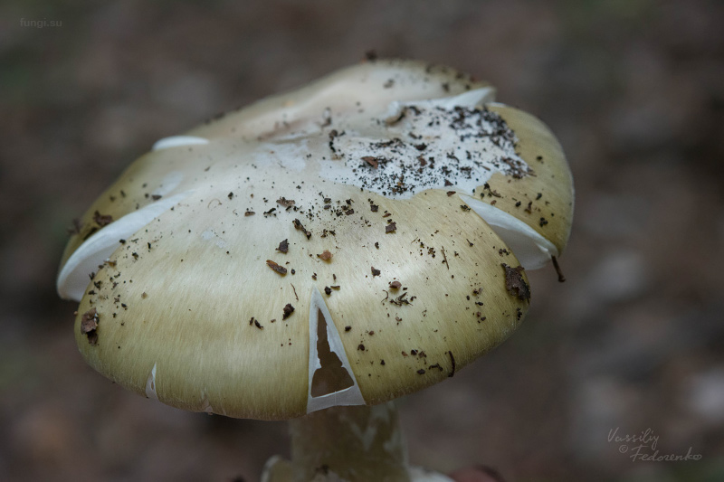 amanita-phalloides_05.jpg