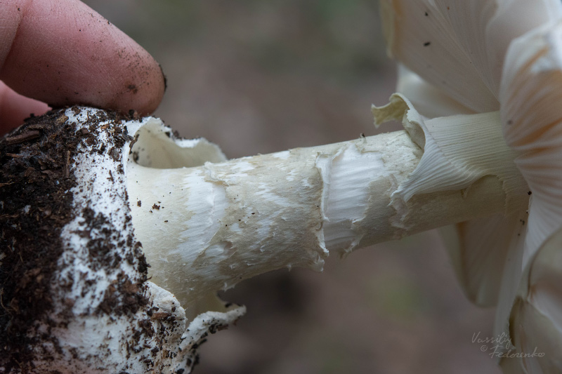 amanita-phalloides_07.jpg