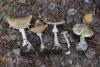 amanita-phalloides_11_t1.jpg