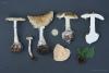 amanita-phalloides_12_t1.jpg