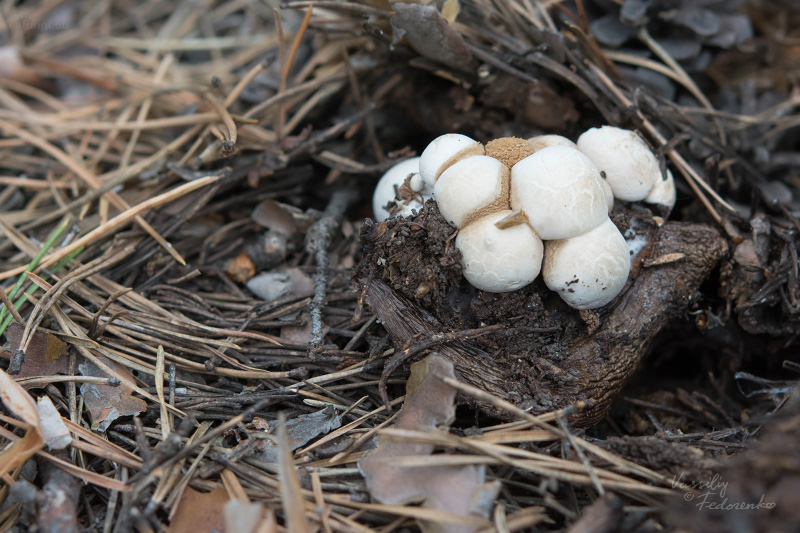 asterophora-lycoperdoides_01_1.jpg