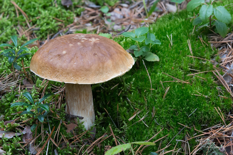 boletus-edulis-betulicola_01.jpg