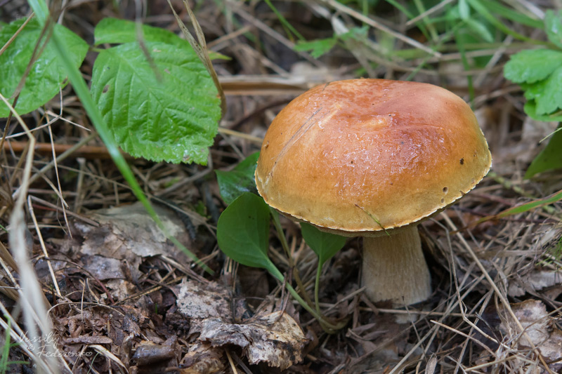 boletus-edulis-betulicola_04.jpg