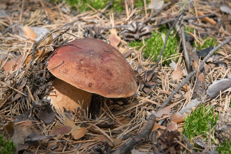 boletus-pinophilus_01.jpg