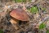 boletus-pinophilus_01_t1.jpg