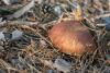 boletus-pinophilus_01_t1_2.jpg