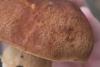 boletus-pinophilus_03_t1.jpg