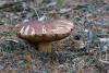boletus-pinophilus_03_t1_1.jpg