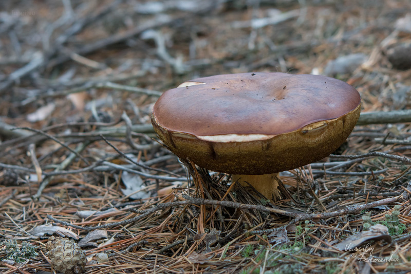boletus-pinophilus_04.jpg
