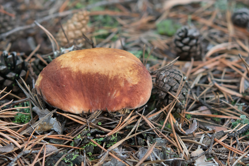 boletus-pinophilus_05.jpg
