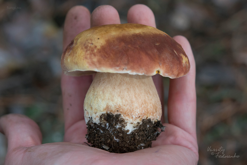 boletus-pinophilus_06.jpg