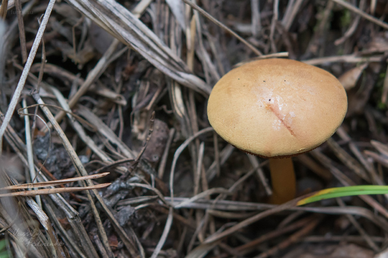 chalciporus-piperatus_01_1.jpg