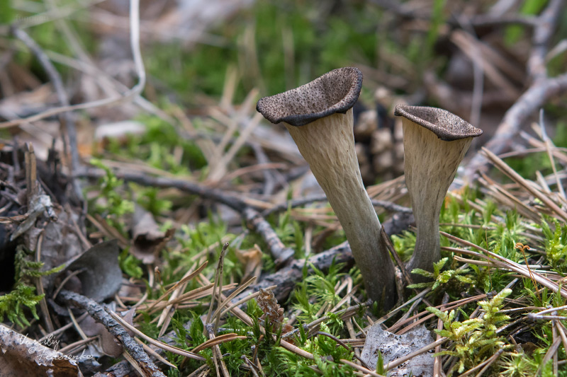 craterellus-cornucopioides_01.jpg