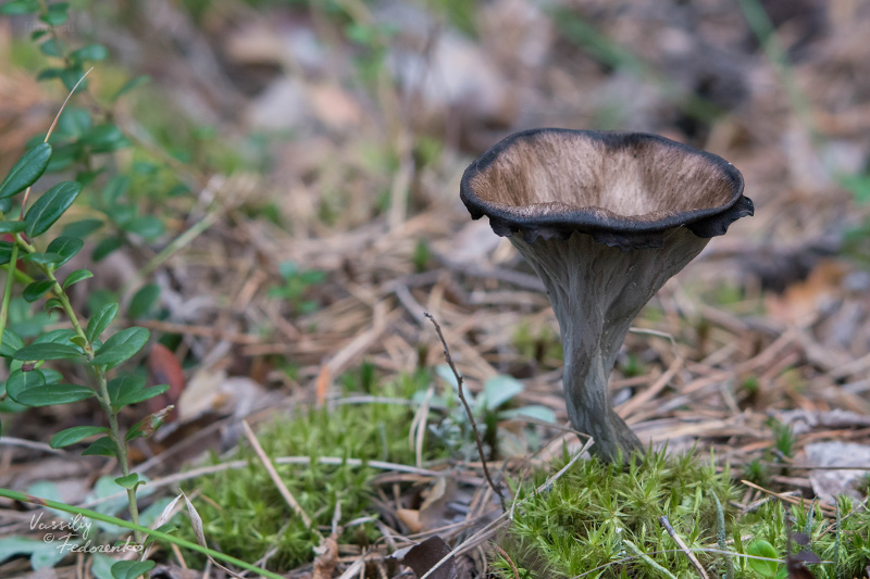 craterellus-cornucopioides_02.jpg