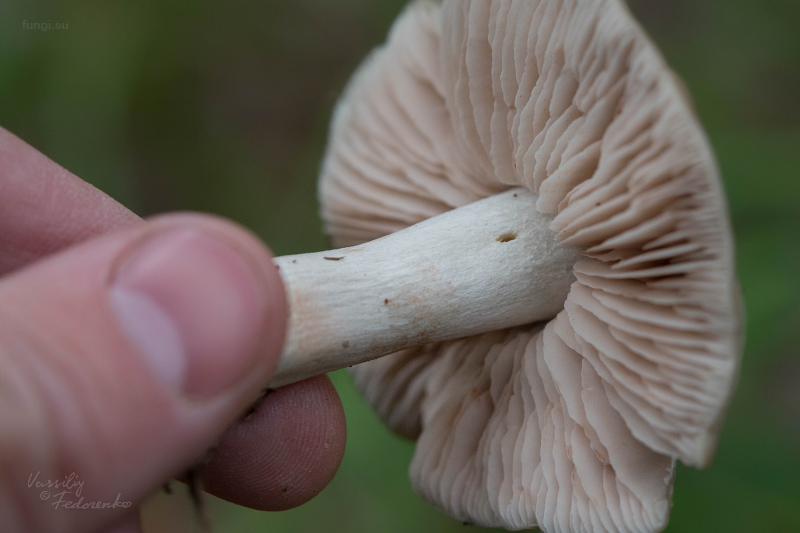 entoloma_03.jpg