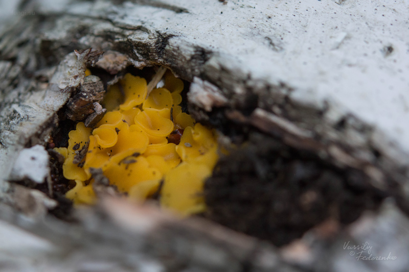 fungi_01_1.jpg