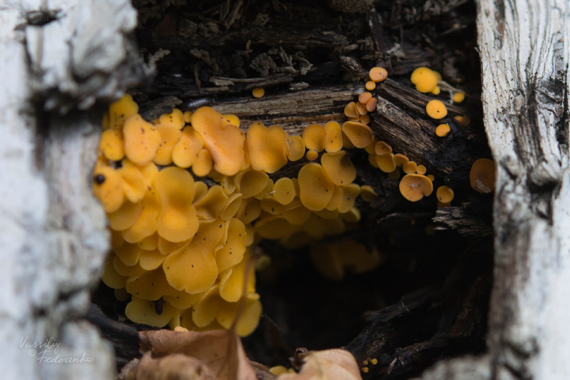fungi_02.jpg
