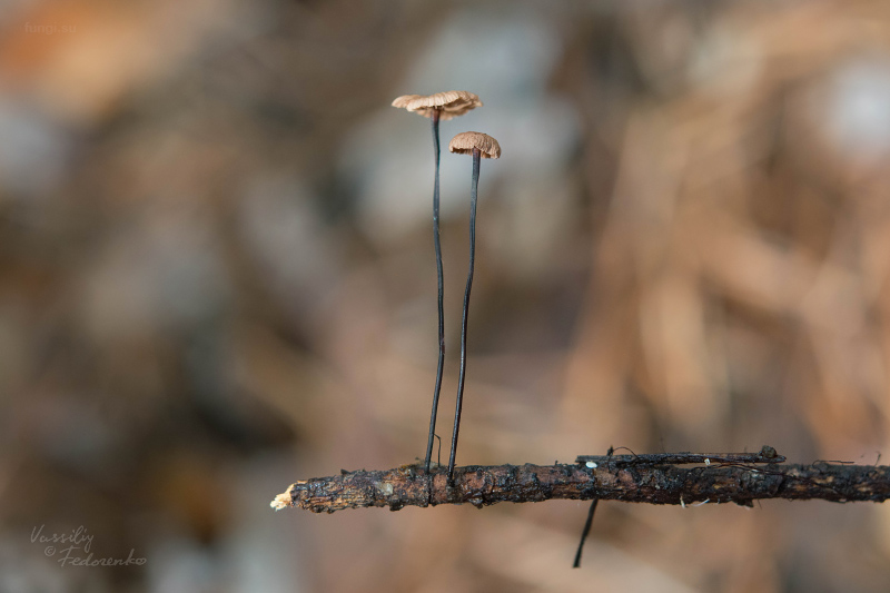 fungi_09.jpg
