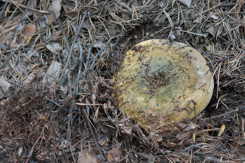 lactarius_01_2.jpg