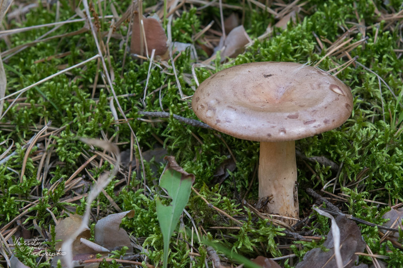lactarius_02.jpg