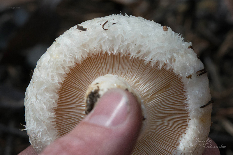 lactarius_02_1.jpg