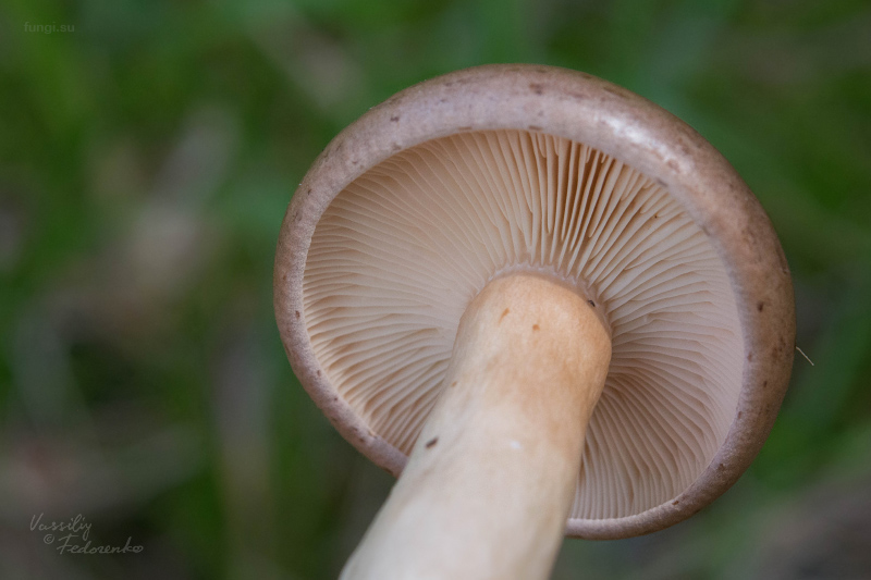 lactarius_05.jpg