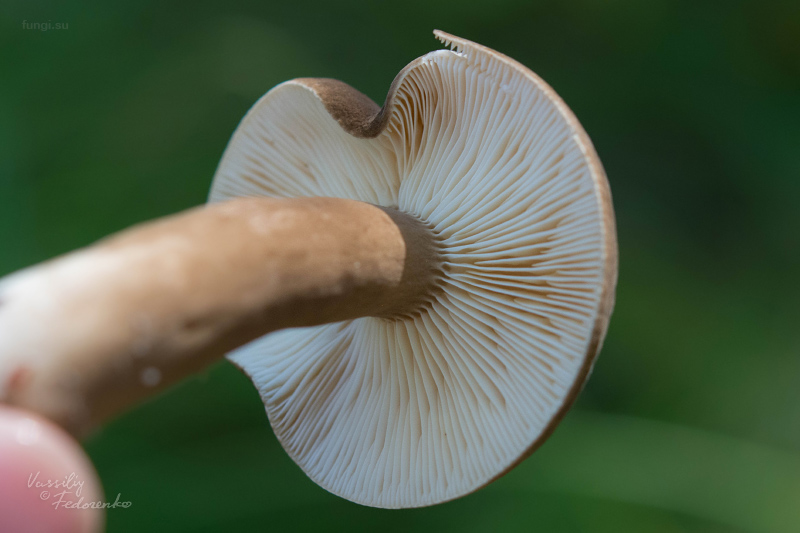 lactarius_09_1.jpg