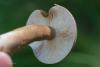 lactarius_09_t1_1.jpg