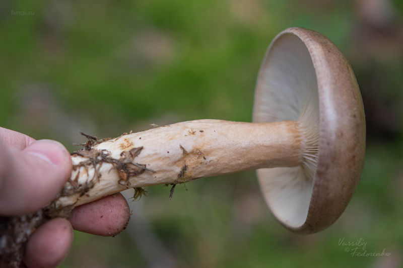 lactarius_10.jpg