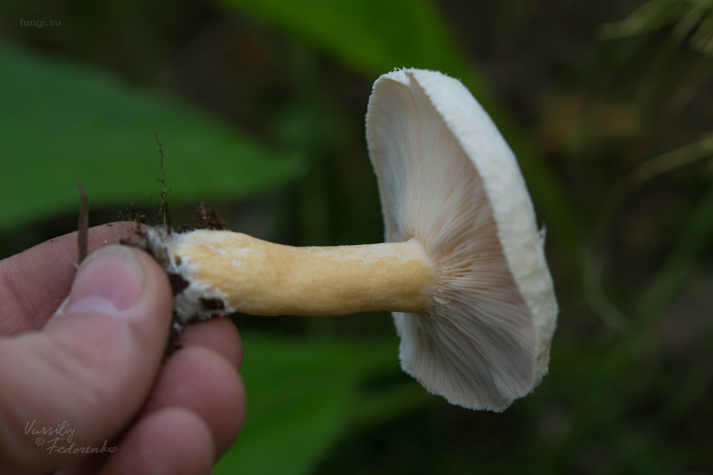 lactarius_14.jpg