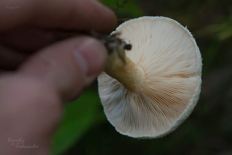 lactarius_15.jpg