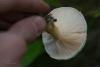 lactarius_15_t1.jpg