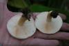 lactarius_16_t1.jpg