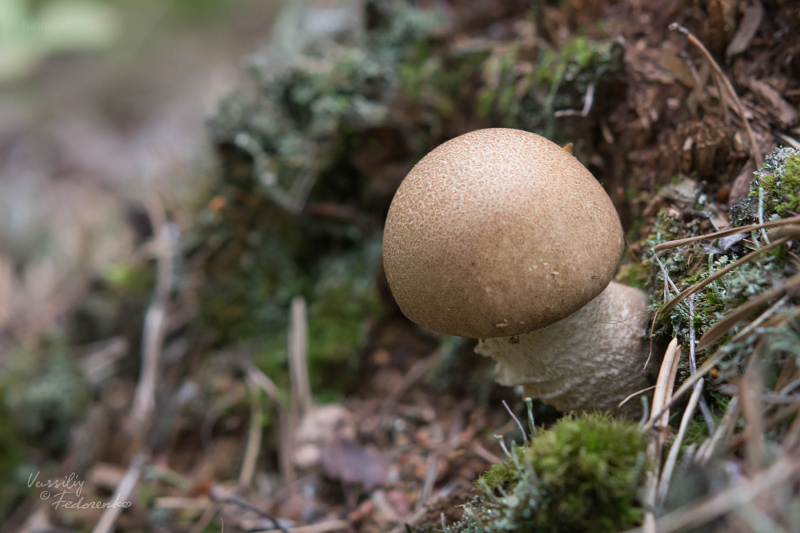 leccinum-duriusculum_02.jpg