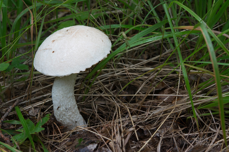 leccinum-versipelle-percandidum_02.jpg