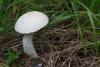 leccinum-versipelle-percandidum_02_t1.jpg