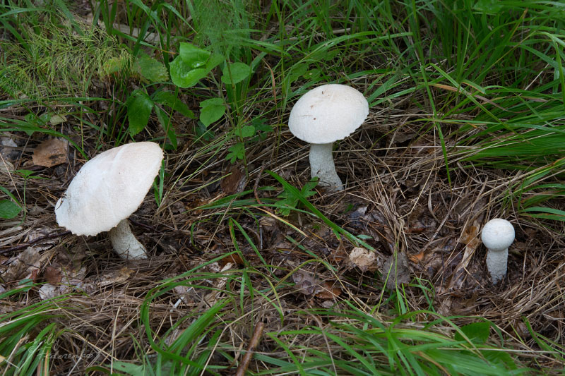 leccinum-versipelle-percandidum_04.jpg