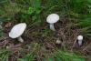 leccinum-versipelle-percandidum_04_t1.jpg