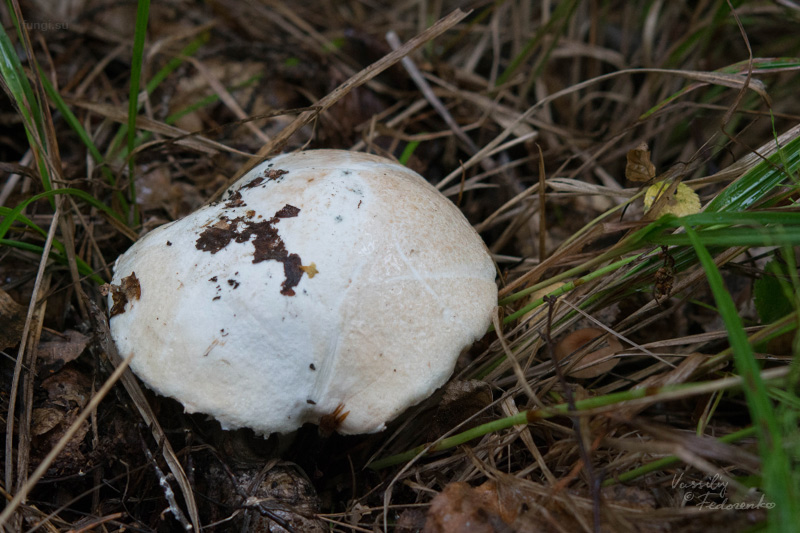 leccinum-versipelle-percandidum_05.jpg