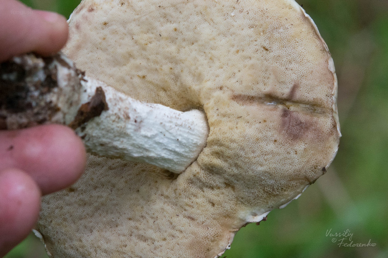 leccinum-versipelle-percandidum_06.jpg