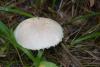 leccinum-versipelle-percandidum_07_t1.jpg