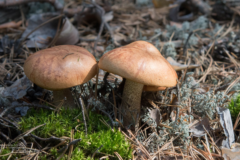 leccinum-vulpinum_01.jpg