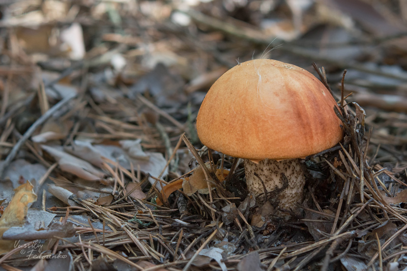 leccinum-vulpinum_01_1.jpg
