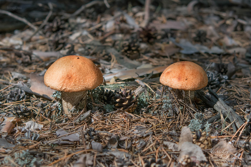 leccinum-vulpinum_02.jpg