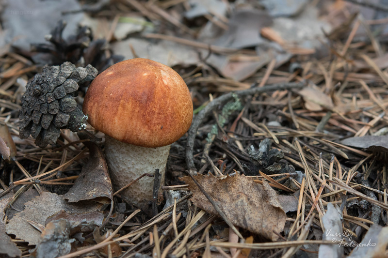 leccinum-vulpinum_03.jpg