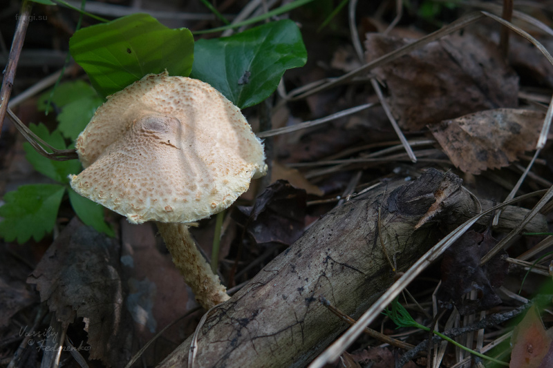 lepiota_01.jpg