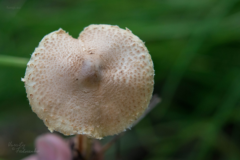 lepiota_02.jpg