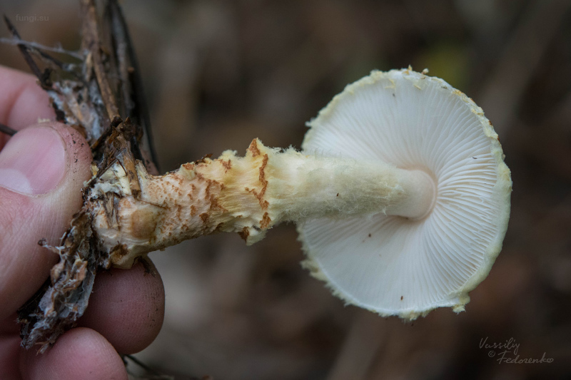 lepiota_02_1.jpg