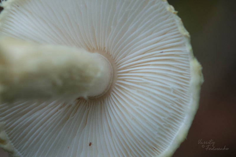 lepiota_03_1.jpg